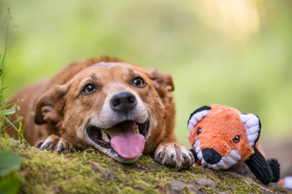 Fox - Forrest Friend
