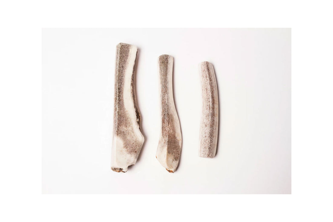 BENJI - Bois de cerf biseau
