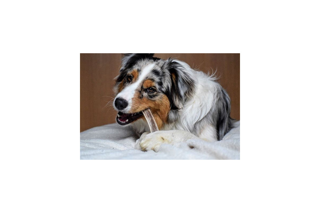 BENJI - Bois de cerf biseau