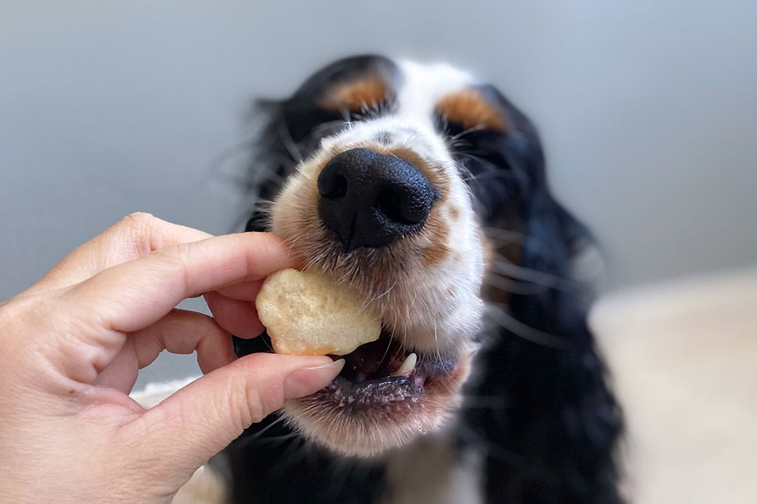 DOOGY - Fromage à souffler