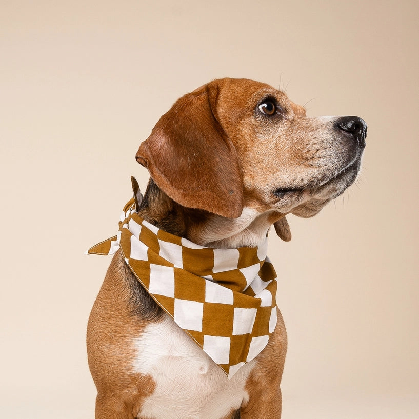 Bandana Legend - Cacao