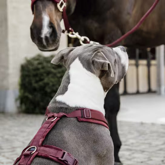Harnais Active Velvet - Bordeaux