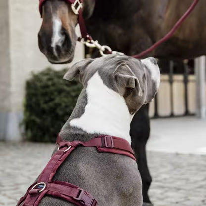 Harnais Active Velvet - Bordeaux