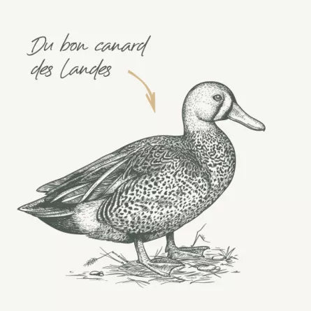 Babinettes Canard