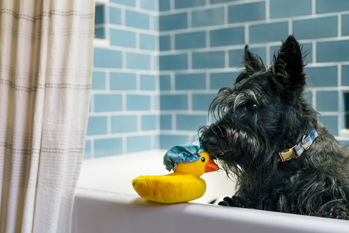 Le Canard Splish Splash